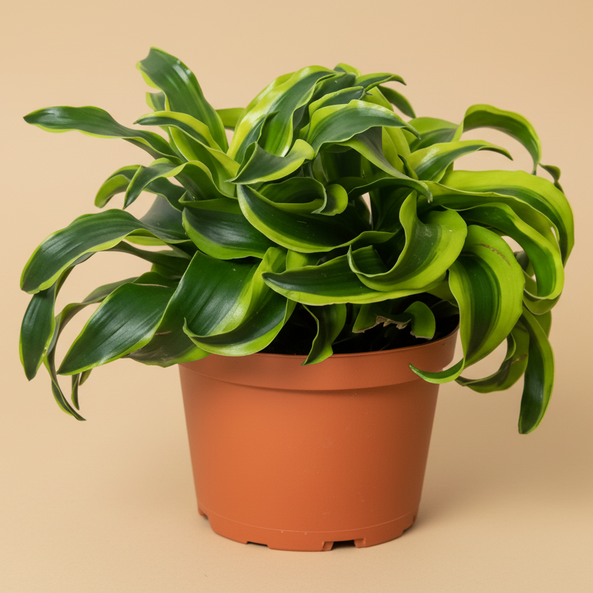 Dracena  Grows with Love