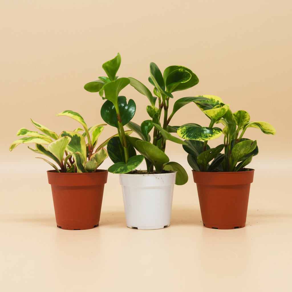 3 Different Peperomia Plants in 4" Pots - Baby Rubber Plants - House Plant Shop