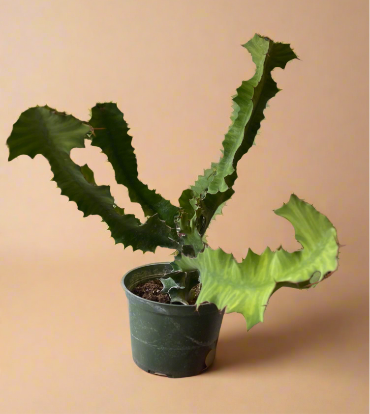 Euphorbia Grandicornis – Cow’s Horn Cactus