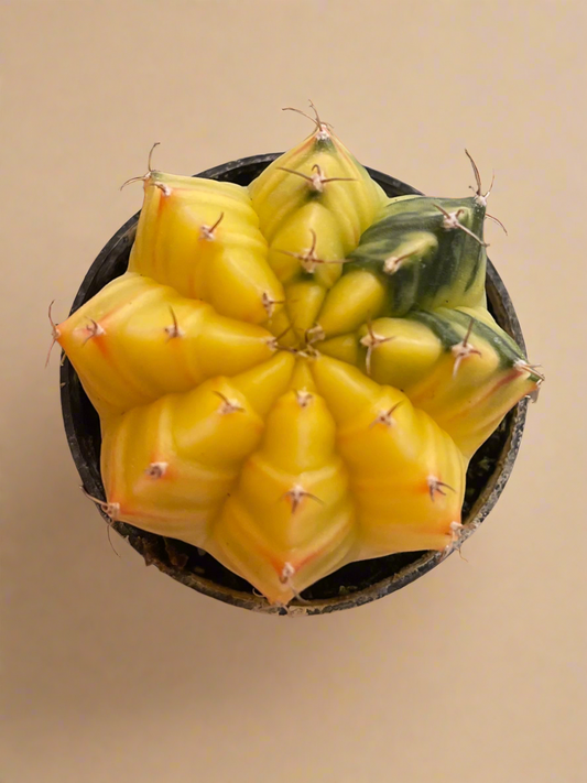 Gymnocalycium Mihanovichii Variegated Cactus