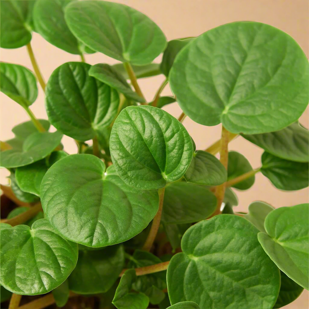 Peperomia 'Rana Verde'