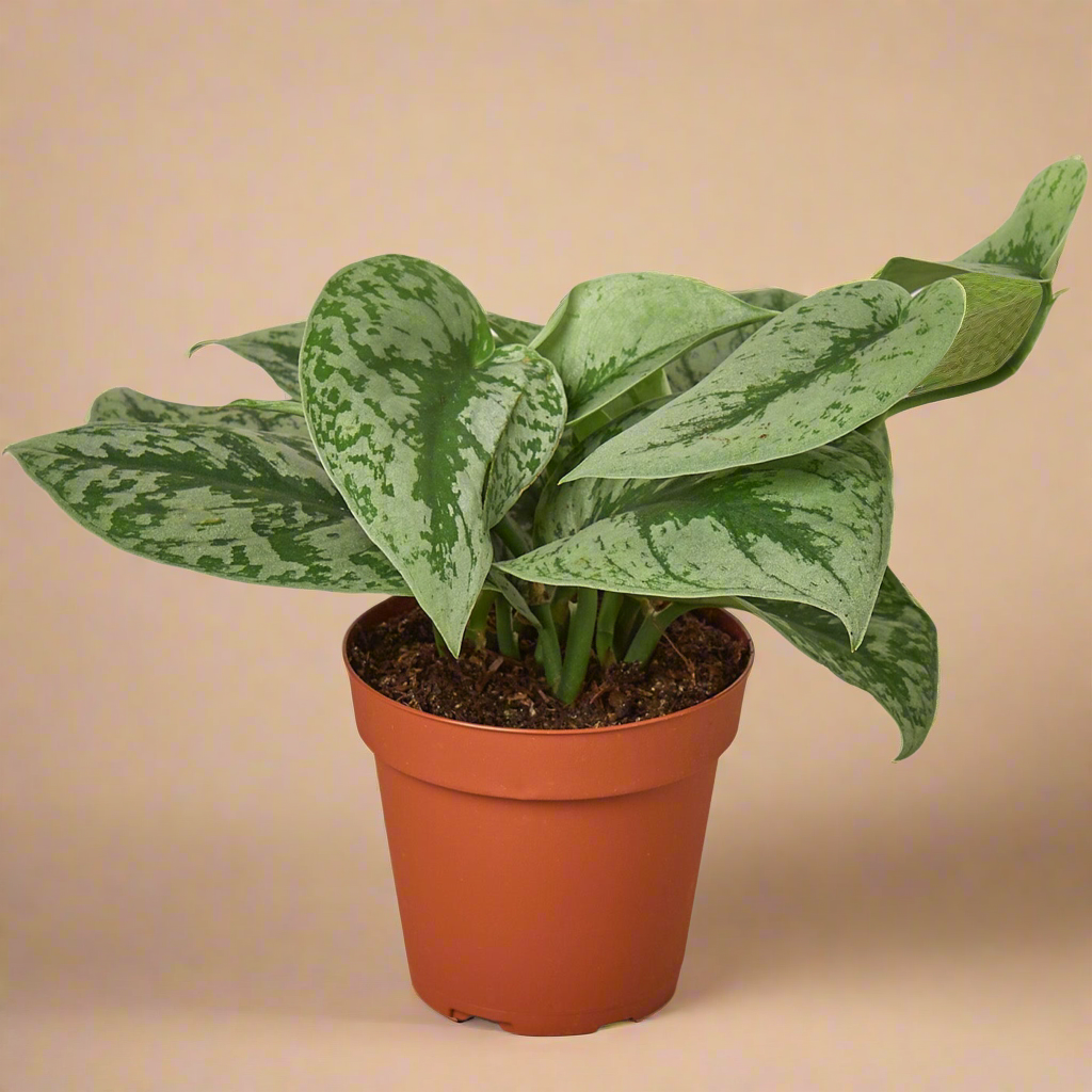 Pothos 'Silver Splash'