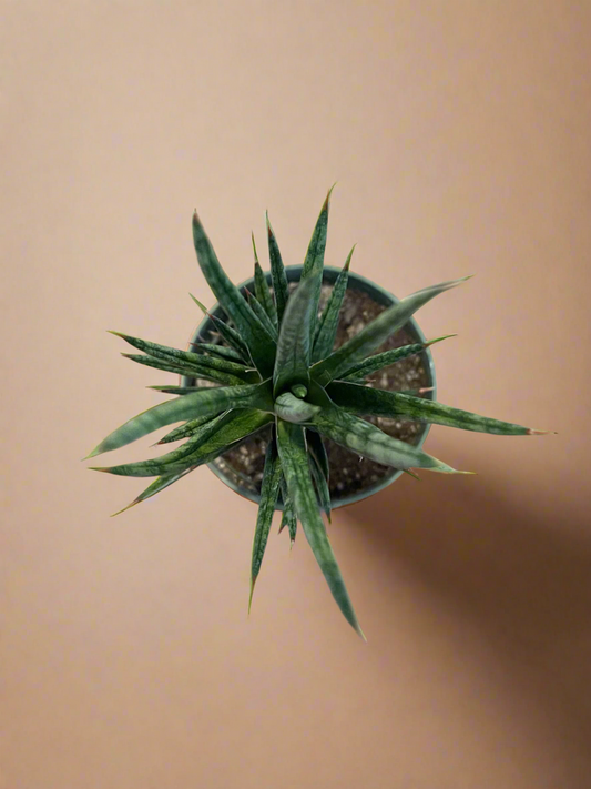 4.5” Sansevieria Francisii