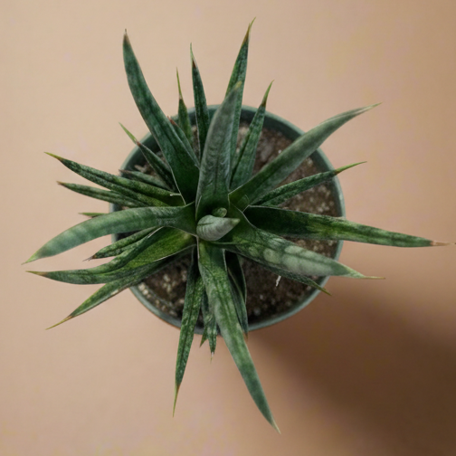 Sansevieria Francisii - 4.5” pot