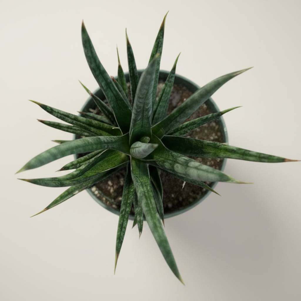 Sansevieria Francisii - 4.5” pot