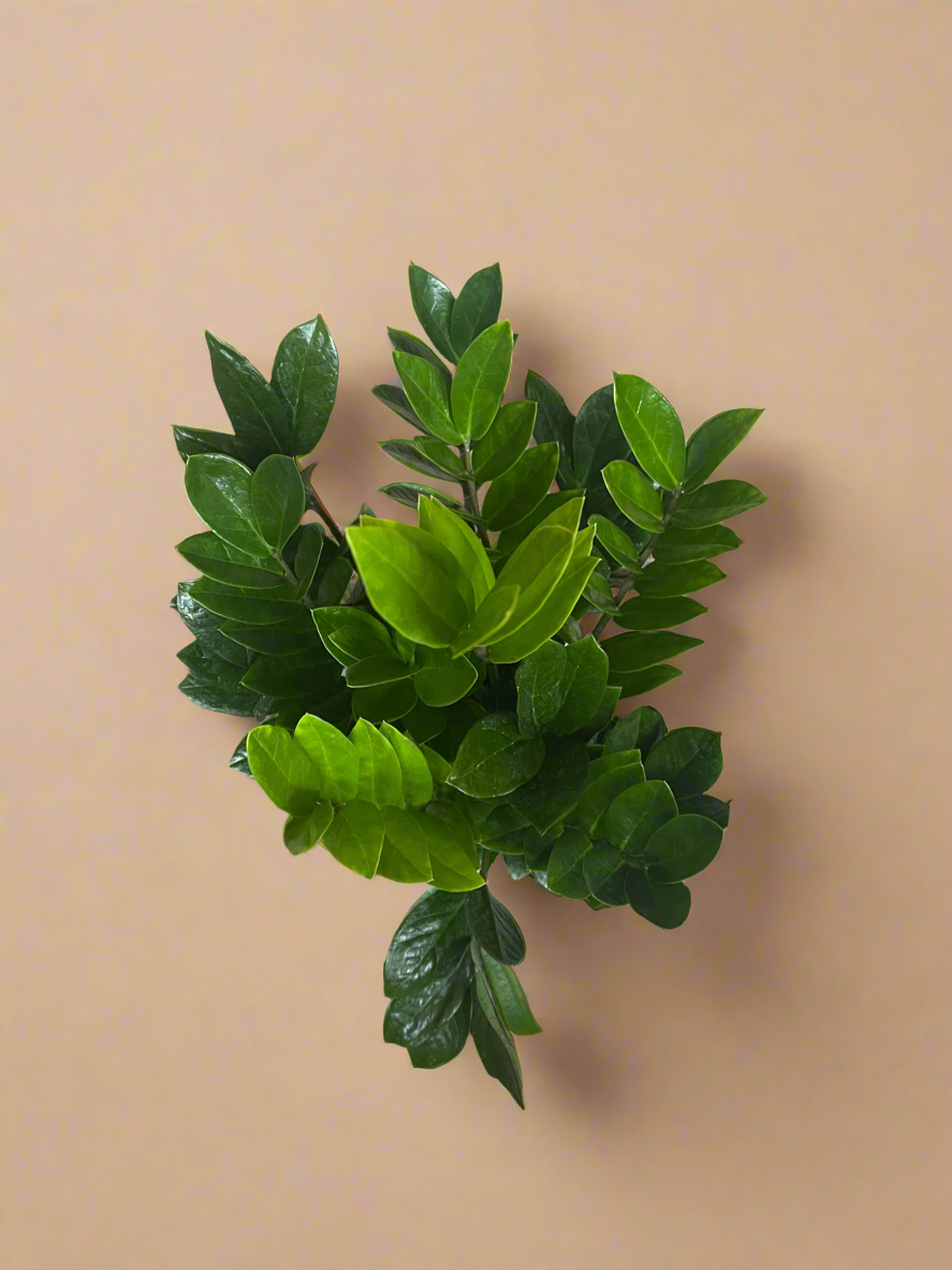 6” ZZ Plant - Zamioculcas Zamiifolia