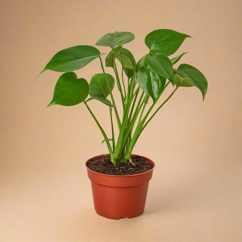 Monstera Deliciosa Split-Leaf