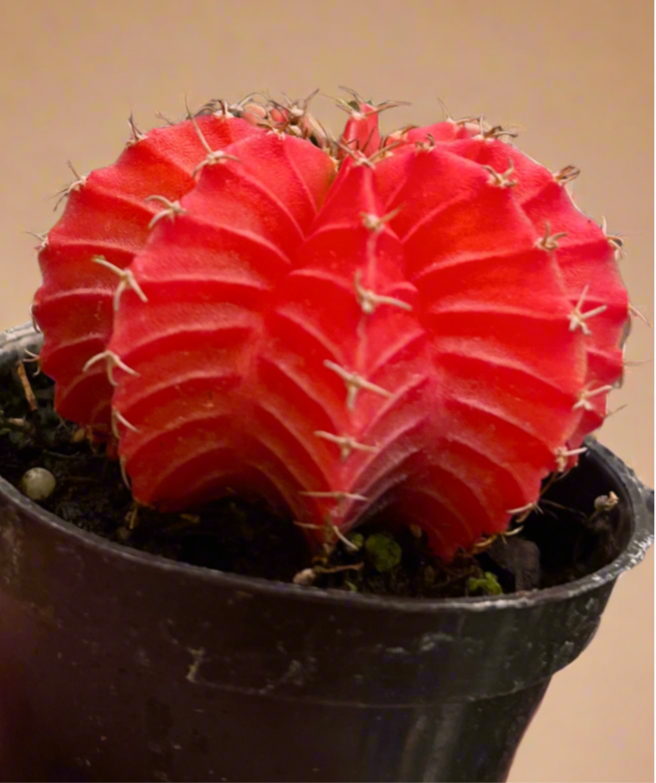 Gymnocalycium Mihanovichii Variegated Cactus