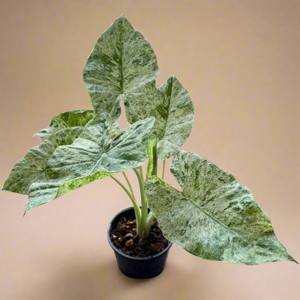 4” Alocasia ‘Blizzard’ – Odora Batik