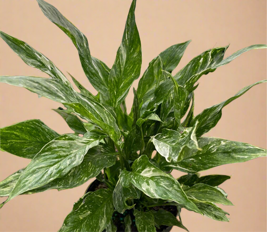 Variegated Spathiphyllum ‘Domino’ – Peace Lily