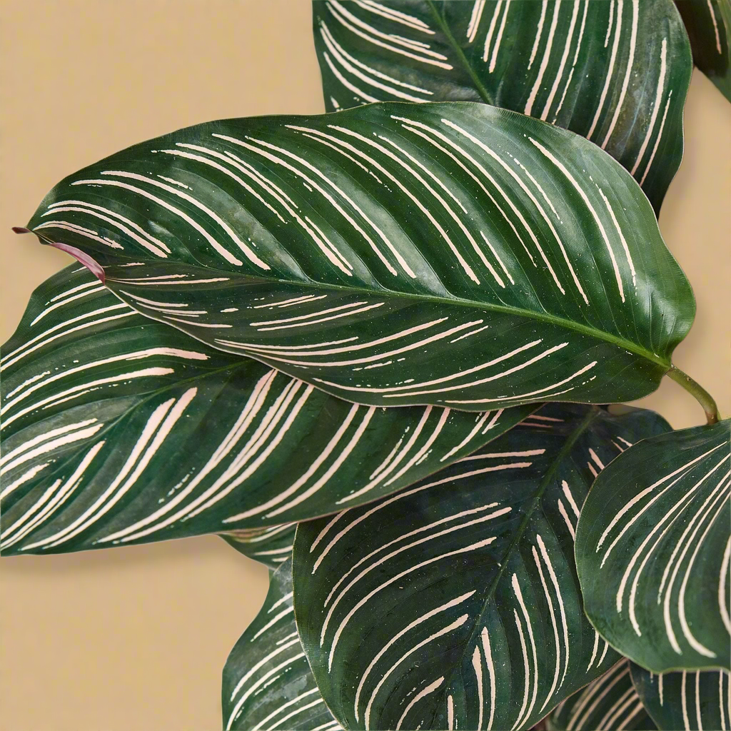 Calathea 'Ornata'