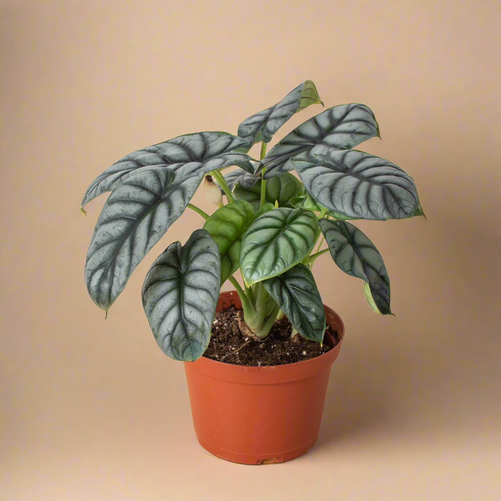 Alocasia Silver Dragon