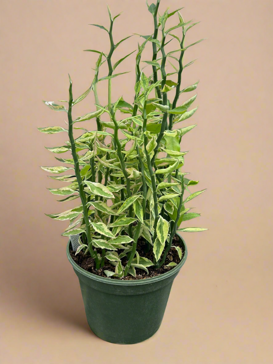 Variegated Devil's Backbone Euphorbia