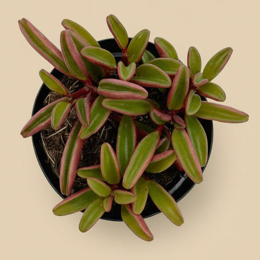 Ruby Glow- Peperomia Graveolens 3.5”