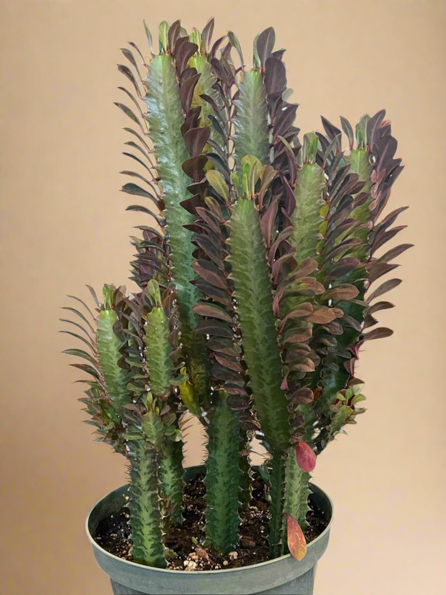 8” Euphorbia Trigona Rubra Large