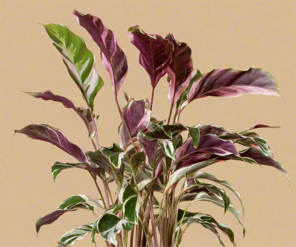 Calathea 'White Fusion'