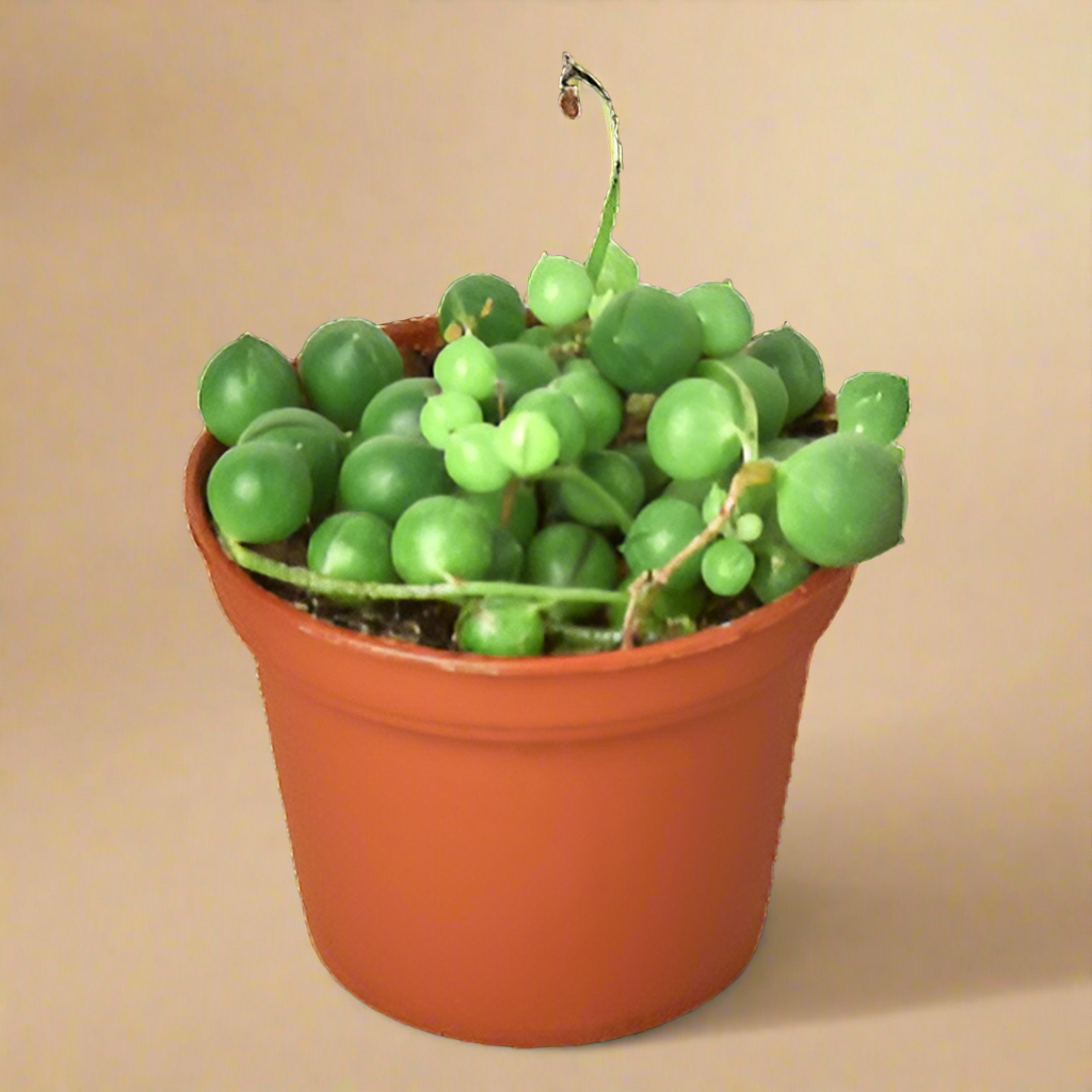 String of Pearls - Senecio Rowleyanus