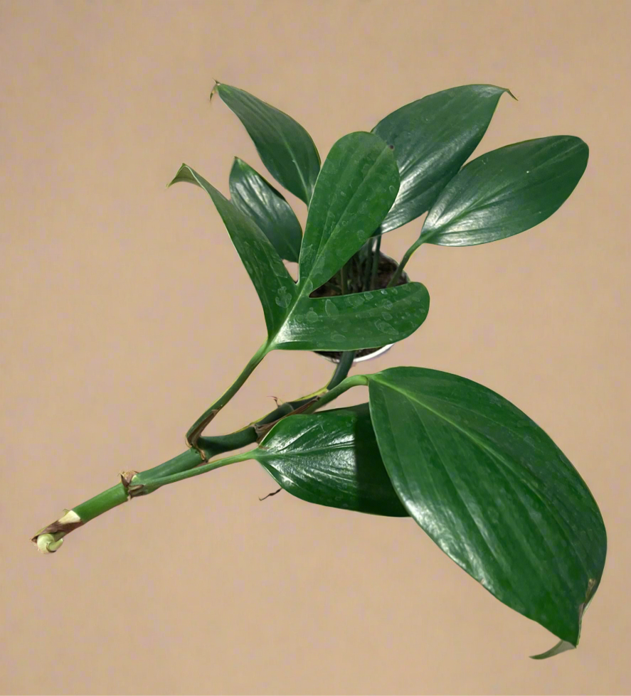 4” Rhaphidophora Dragon’s Tail