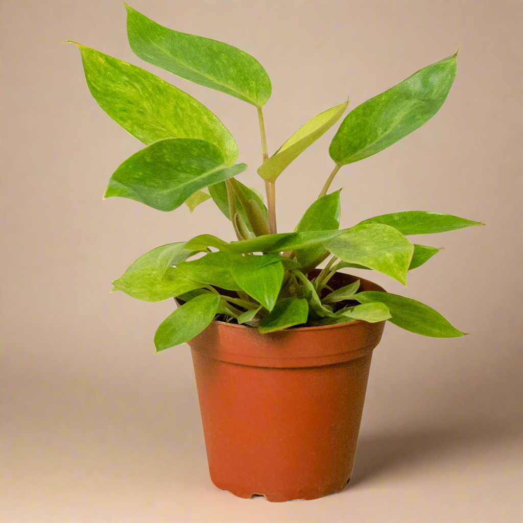 Philodendron 'Painted Lady'