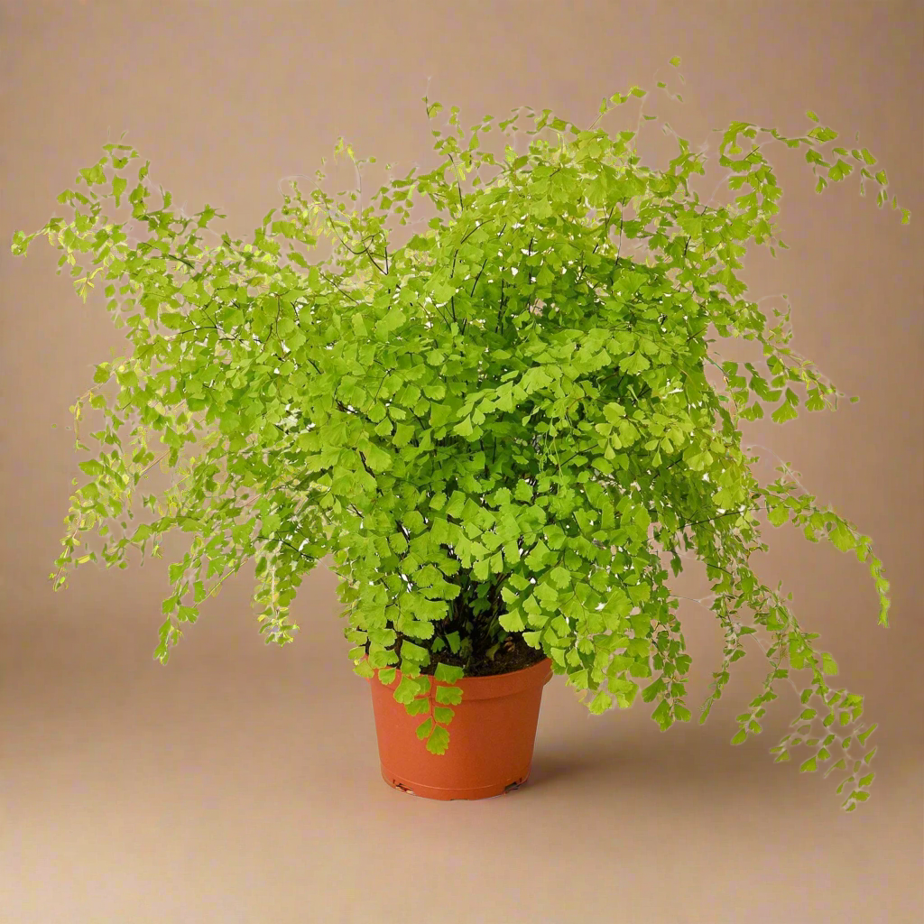 Maidenhair Fern - Adiantum raddianum