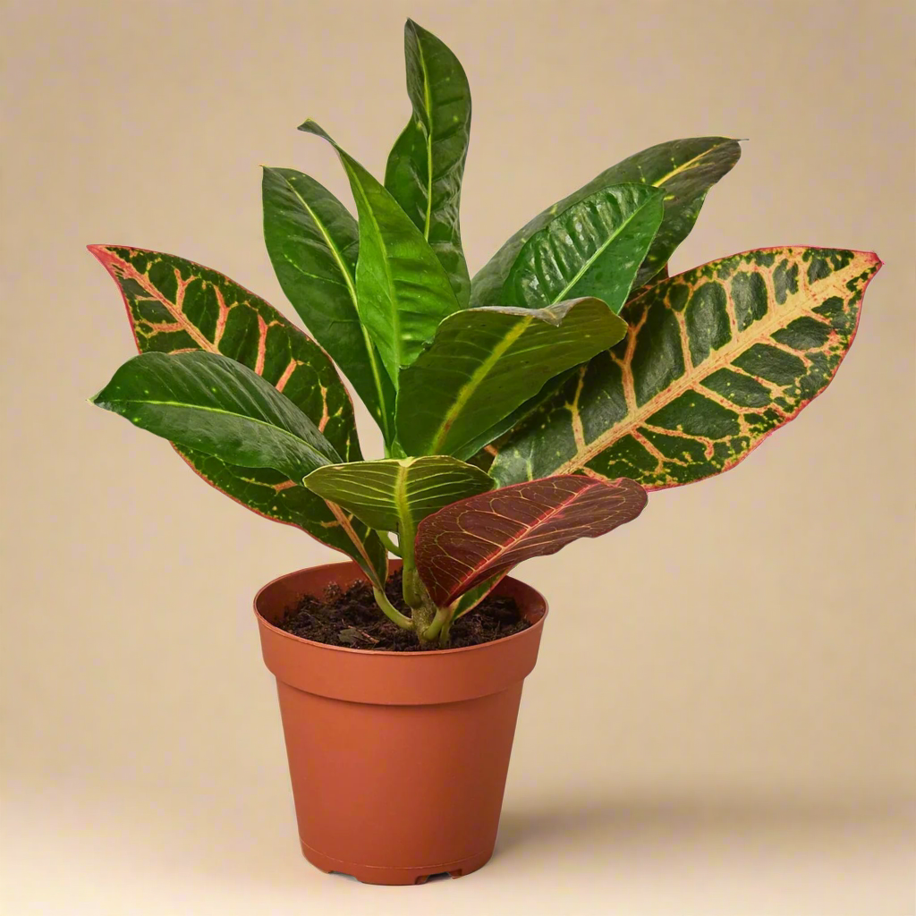 Croton Petra 'Joseph's Coat'