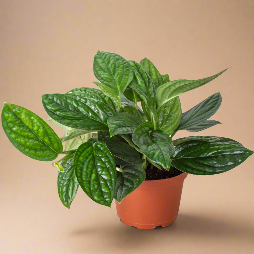 Monstera 'Peru'