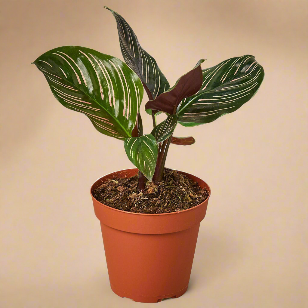 Calathea 'Ornata'