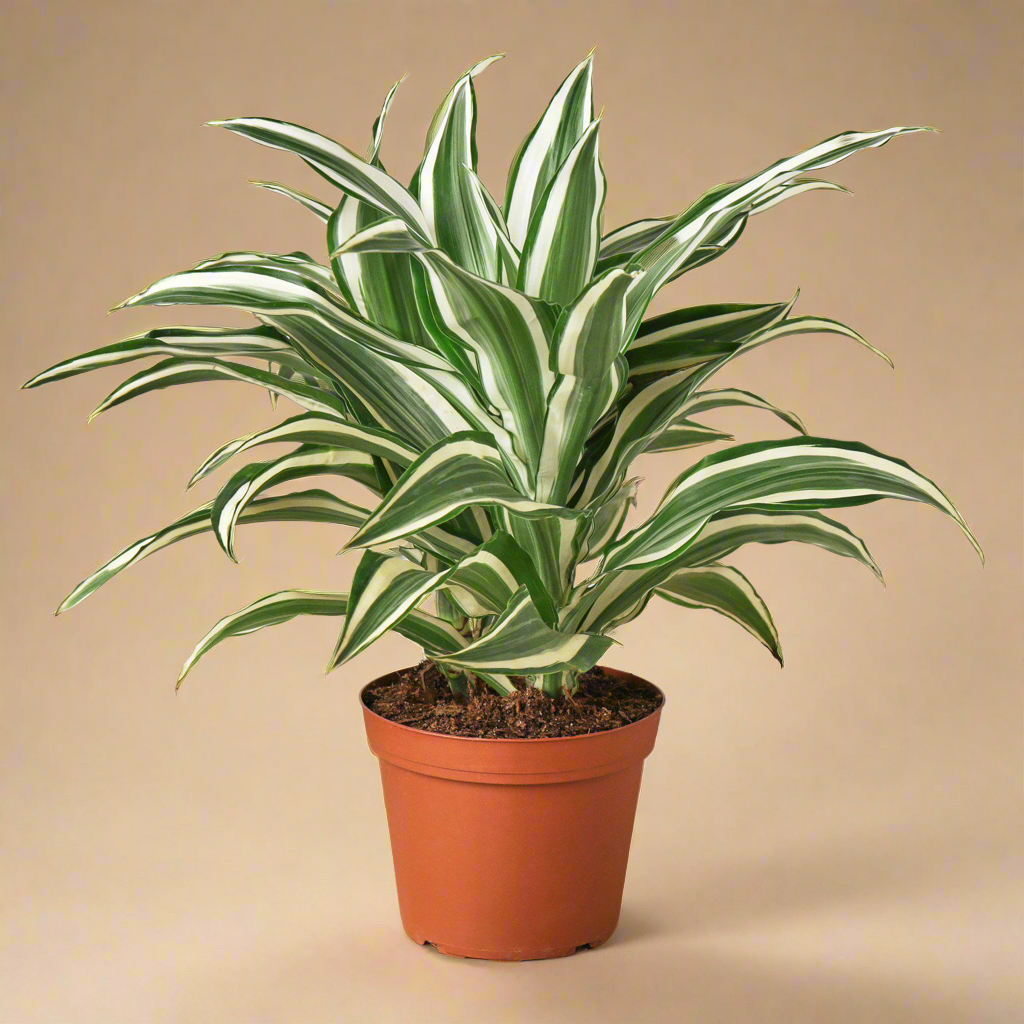 Dracaena 'Warneckii White Jewel'