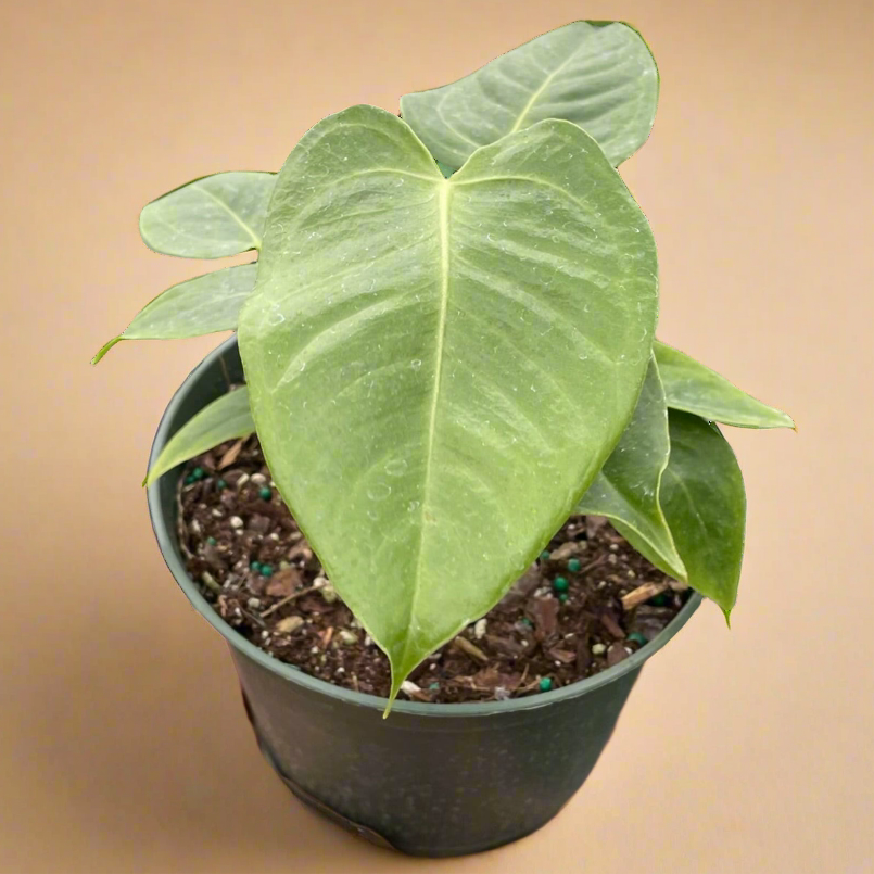 King Anthurium 'Veitchii'