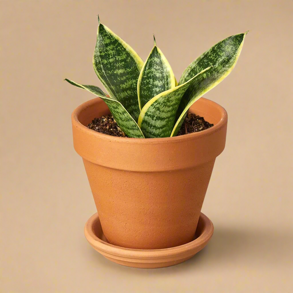 Snake Plant Laurentii Dwarf