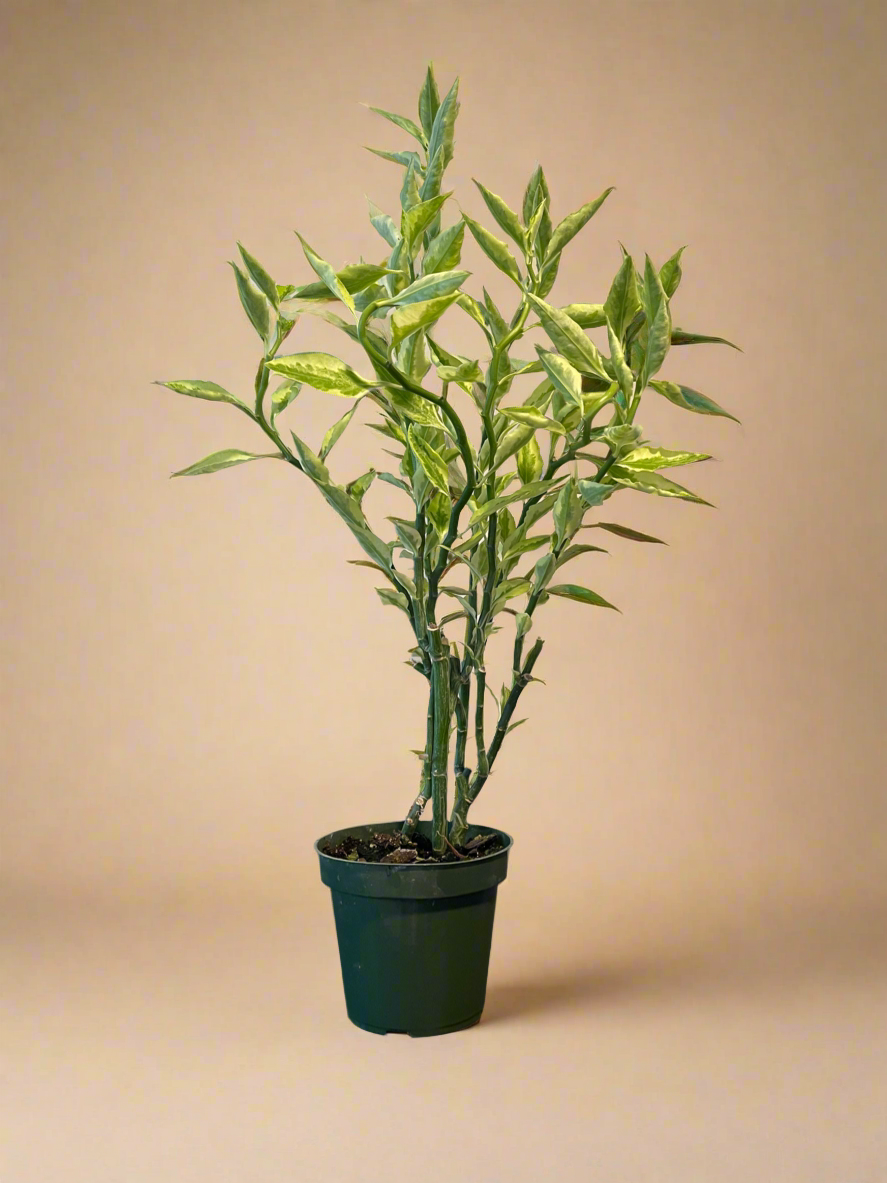 4.5” Euphorbia tithymaloides 'Splish Splash' - Variegated Devil’s Backbone