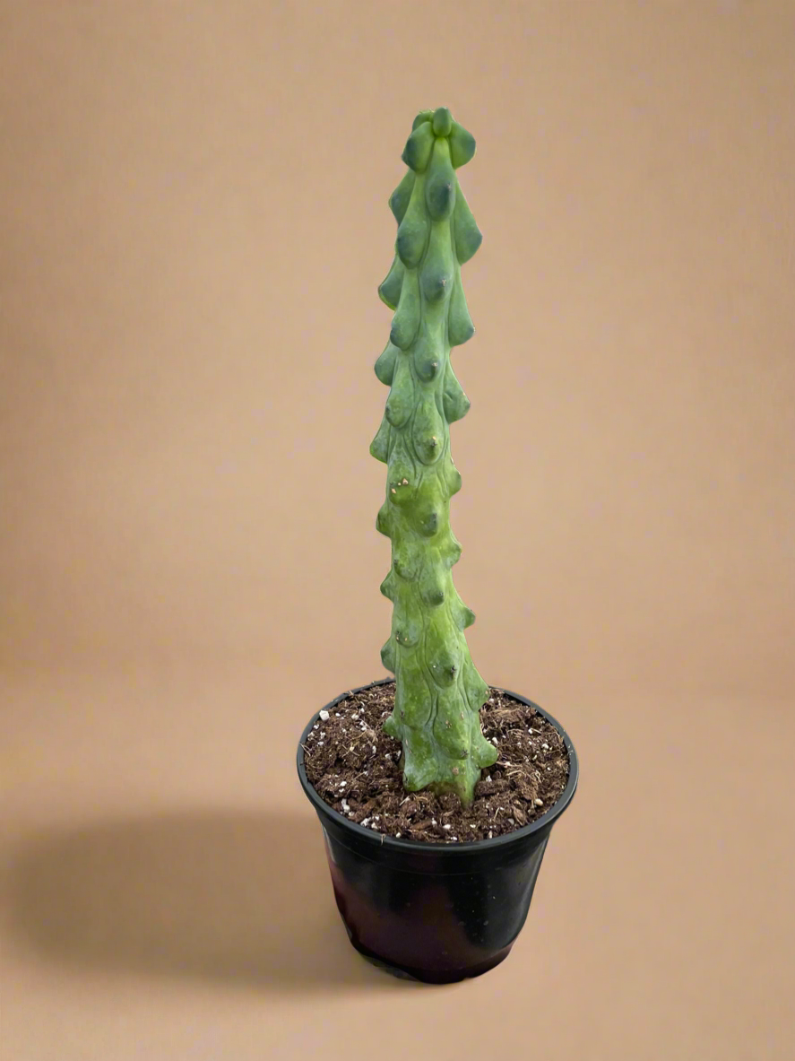 Myrtillocactus geometrizans ‘Fukurokuryuzinboku’ – Booby Cactus