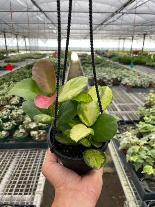 Hoya ‘Lisa’ (Variegated Australis Hoya)