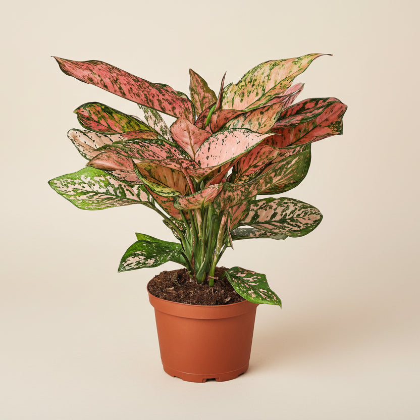 aglaonema lady valentine favonian Aglaonema Lady Valentine 18-29°C