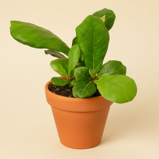 Ficus Lyrata 'Fiddle Leaf Fig'