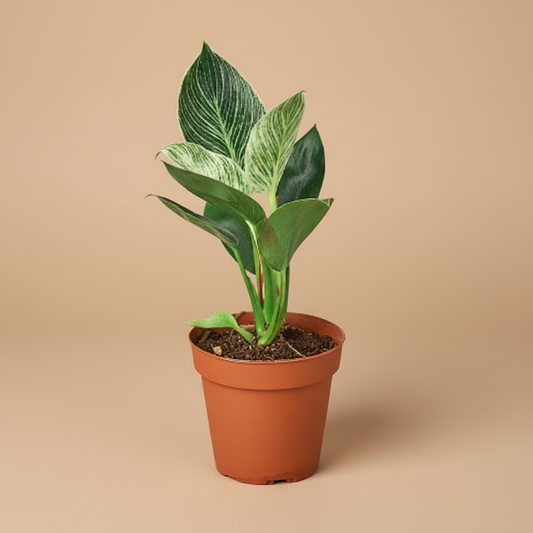 Philodendron 'Birkin'