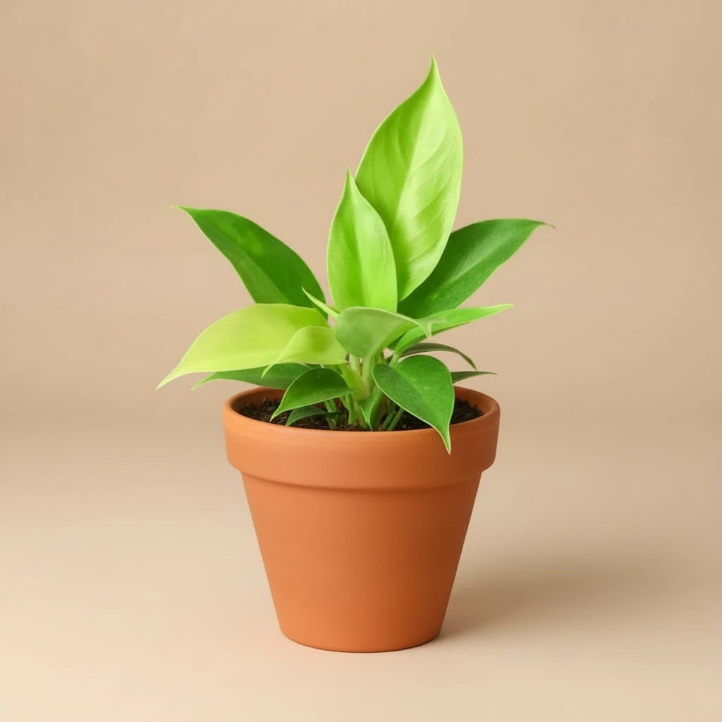 Philodendron 'Moonlight'