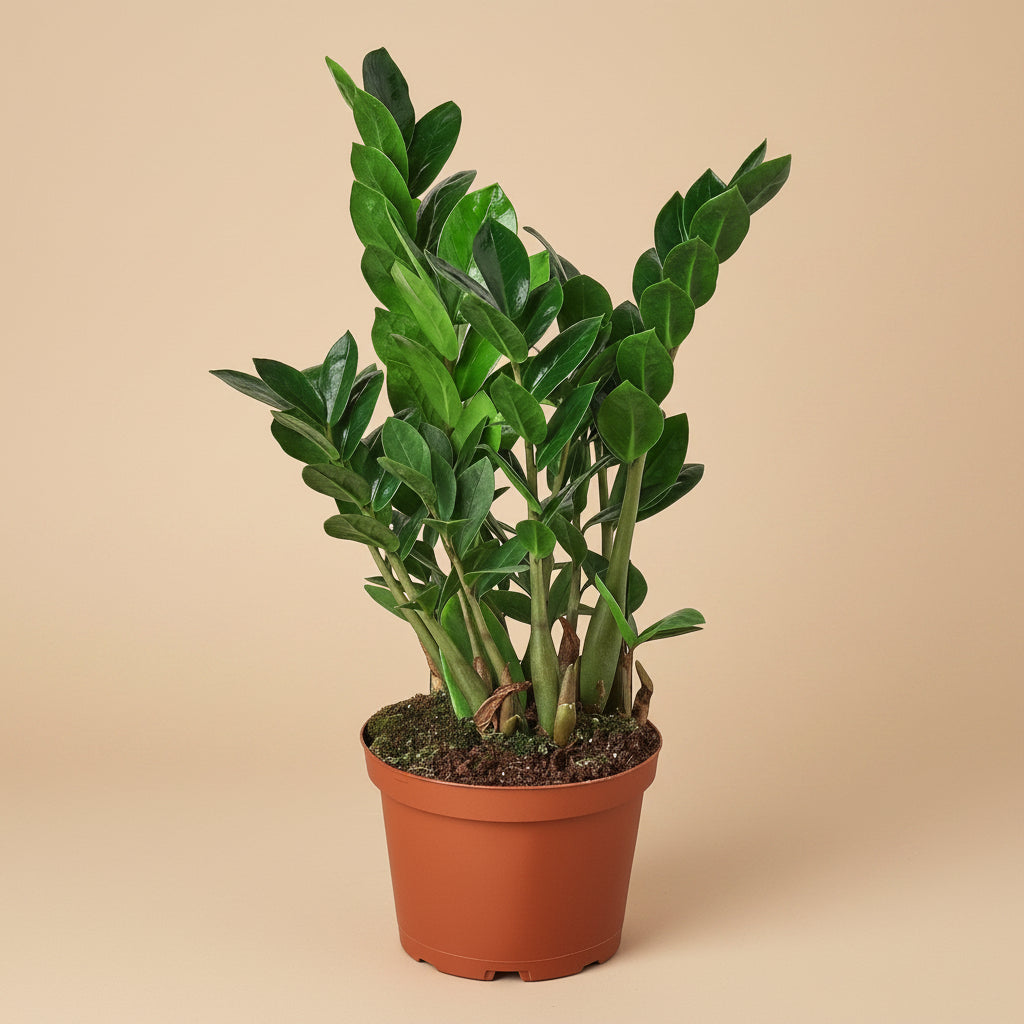 Zamioculcas Zamiifolia ZZ - 6" Pot - NURSERY POT ONLY