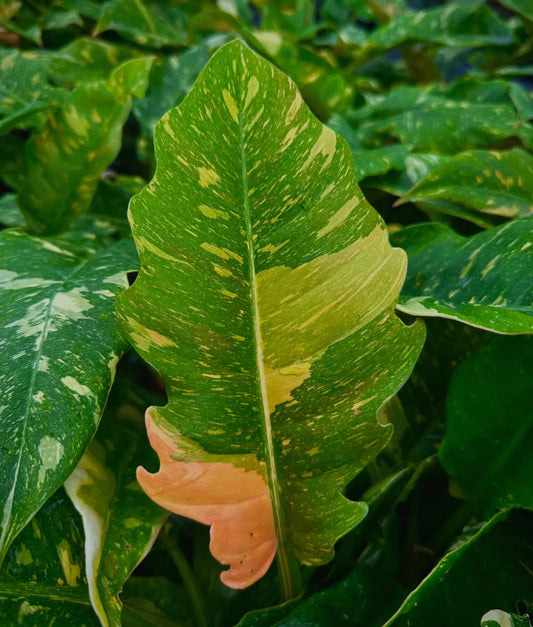 4” Philodendron Ring of Fire