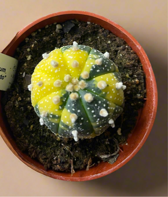 Astrophytum Asterias variegated