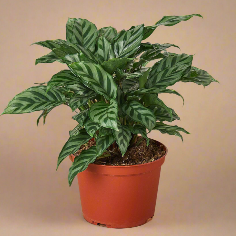 Calathea Concinna 'Freddie'
