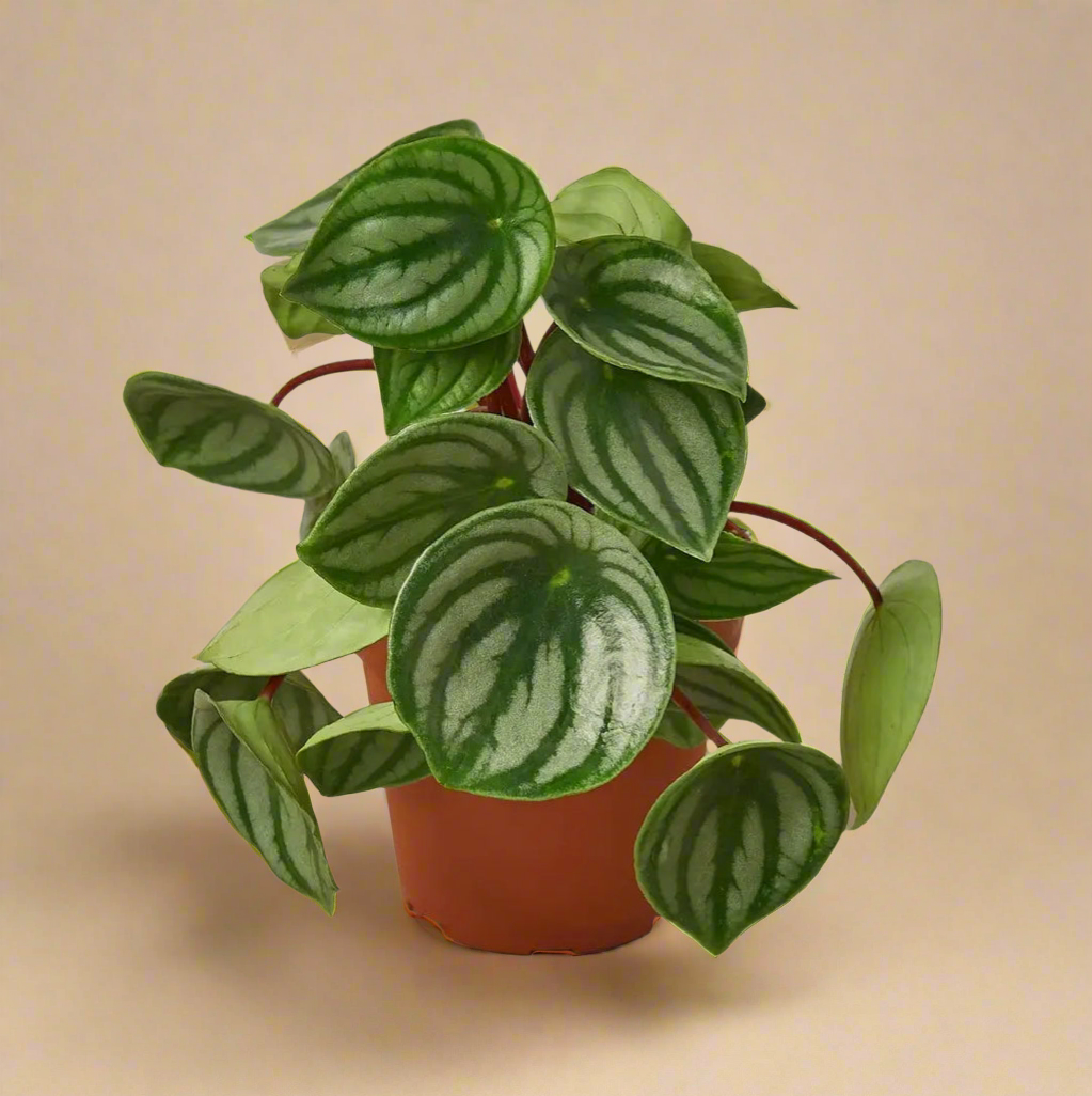4” Peperomia Watermelon