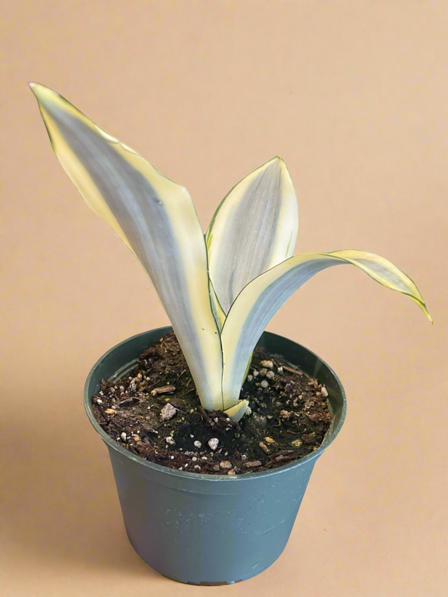 6” Sansevieria Trifasciata ‘Ghost’ - Snake Plant