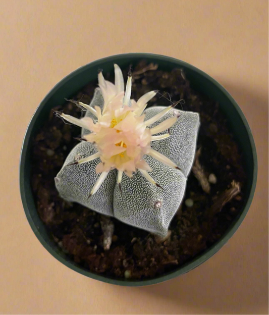 Astrophytum Myriostigma - Bishop's Cap