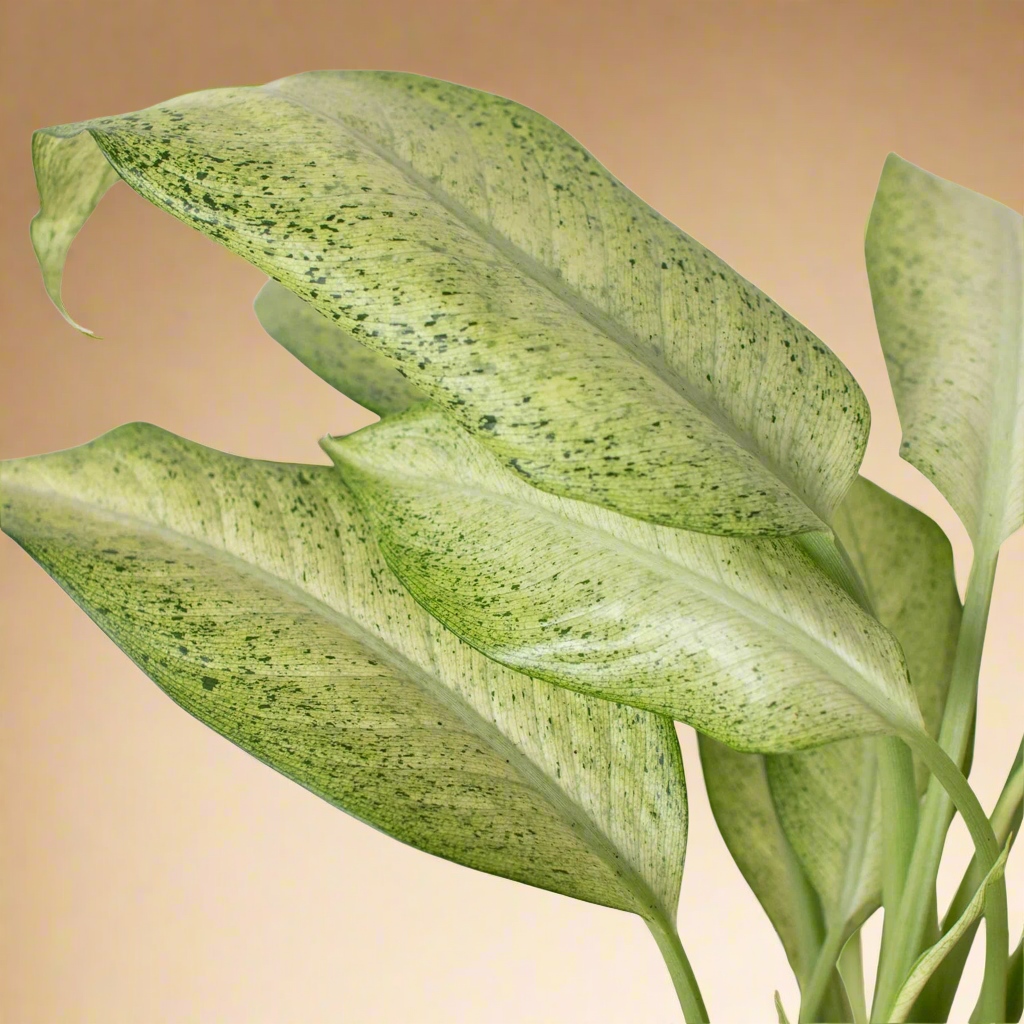 Dieffenbachia 'Camouflage'