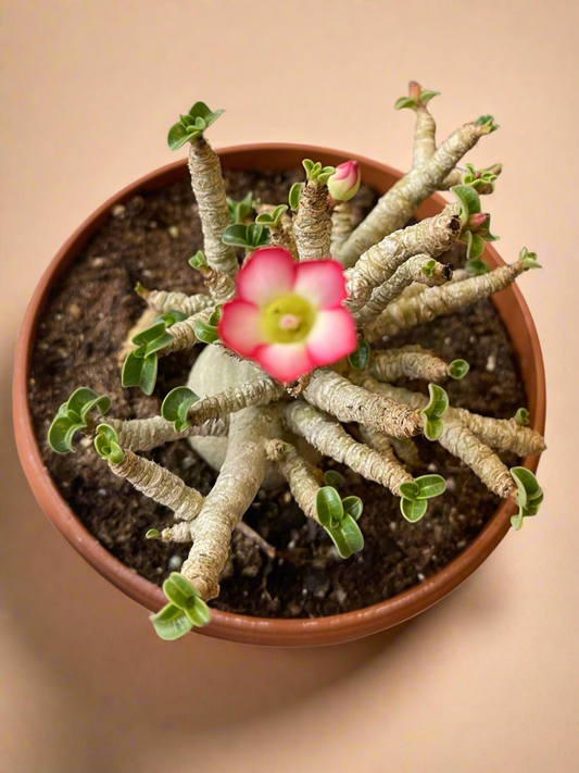 Dorset Horn Adenium Arabicum - Desert Rose 6” Pot