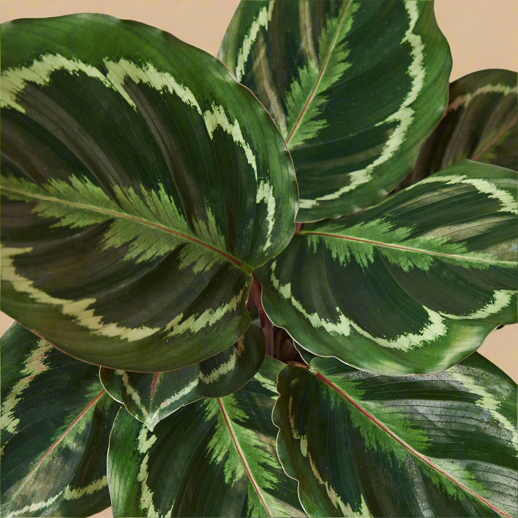 Calathea Roseopicta 'Medallion'