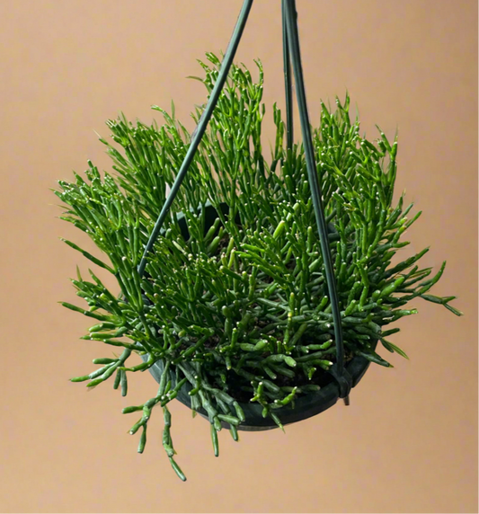 6” Hatiora Salicornioides, Dancing Bones Cactus, Rhipsalis