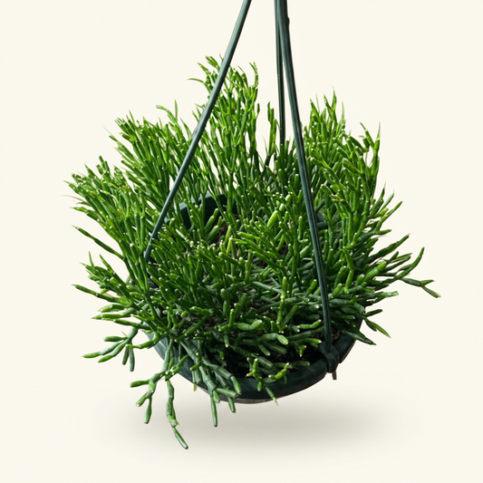 Hatiora Salicornioides, Dancing Bones Cactus, Rhipsalis - 6” Hanging Basket