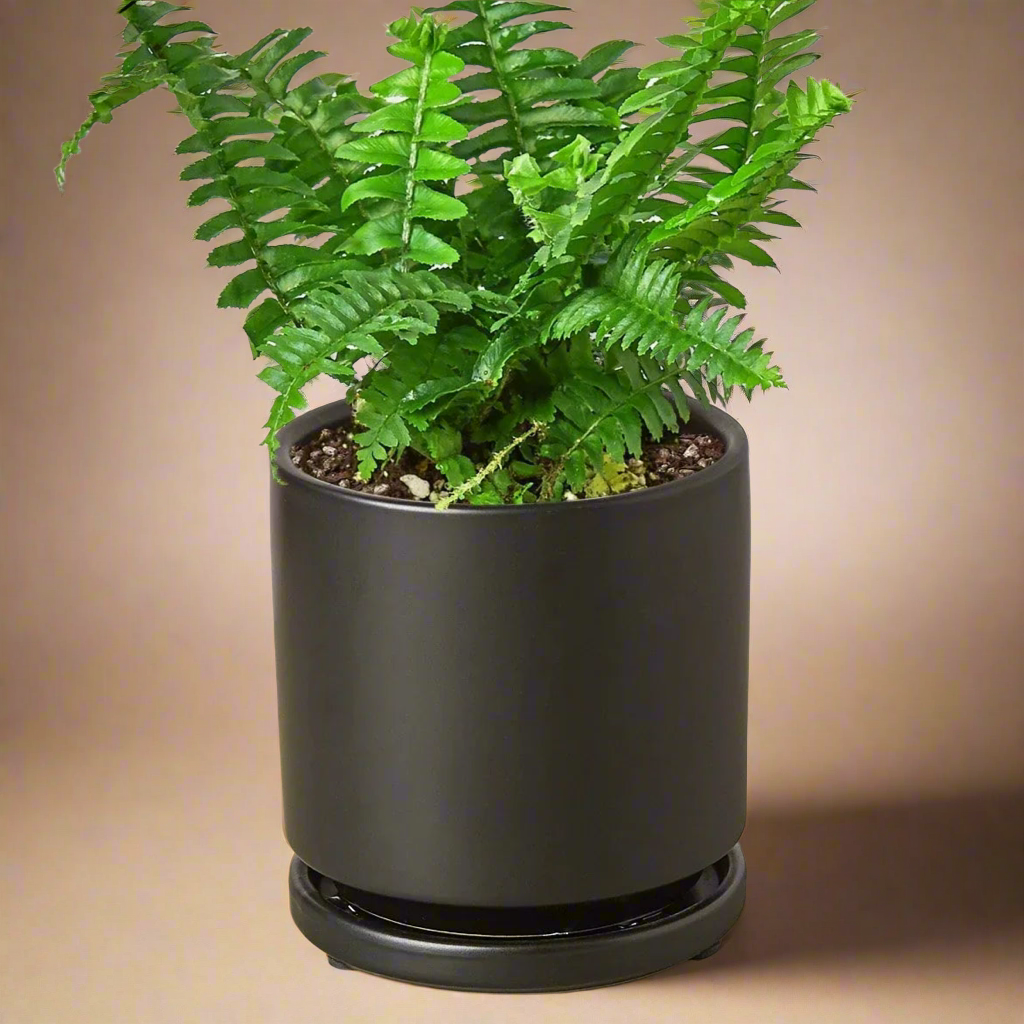 Jester's Crown Fern